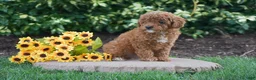 Toy Poodle dogs for sale: Philp - Ad 3