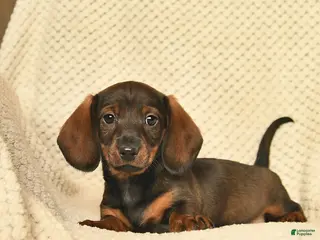 Miniature Dachshund dogs for sale: Ruby - Ad 2