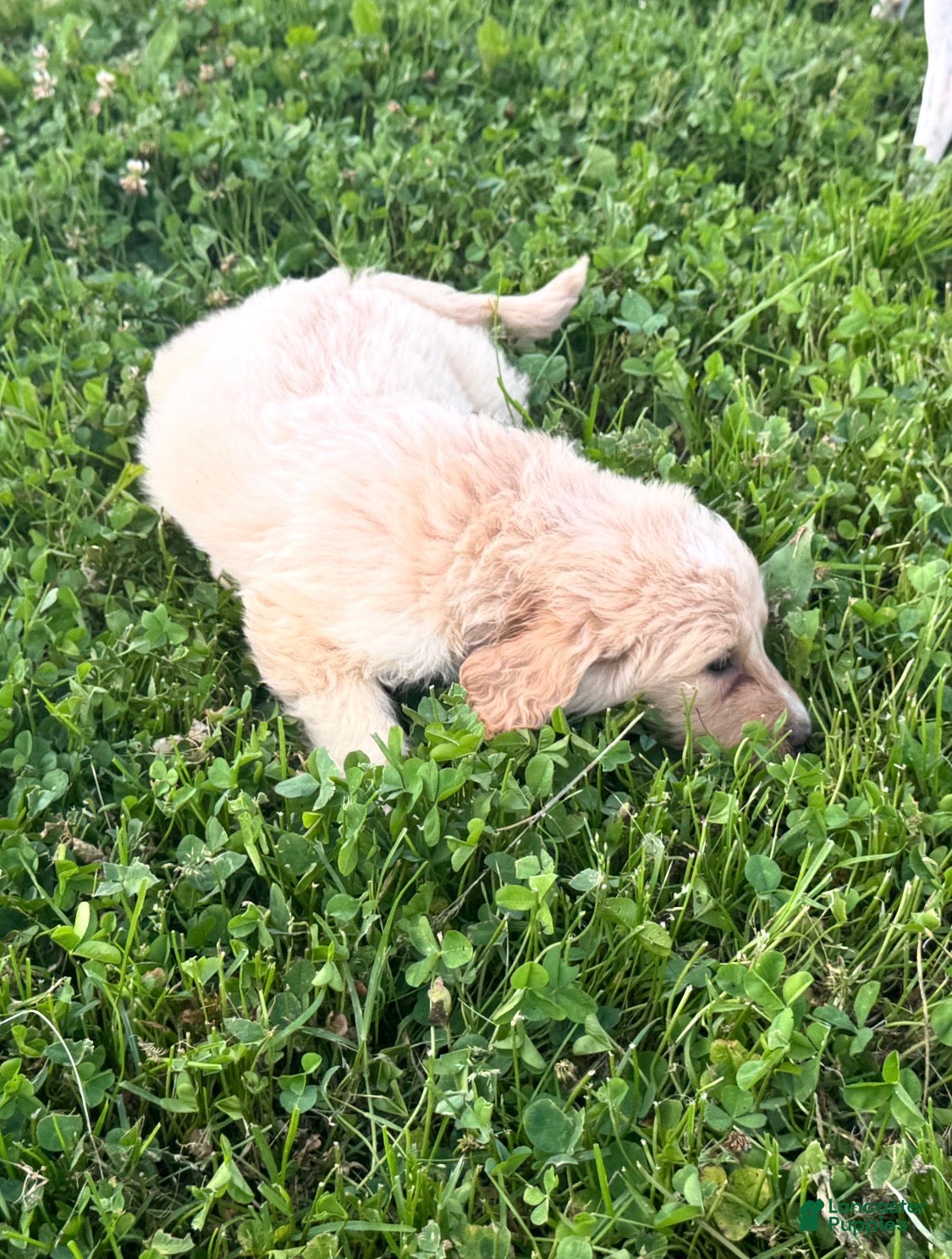 Aussiedoodle dogs Aussiedoodle Puppy 5 - Ad 30