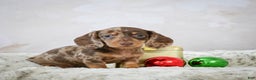 Miniature Dachshund dogs for sale: Elenore - Ad 10