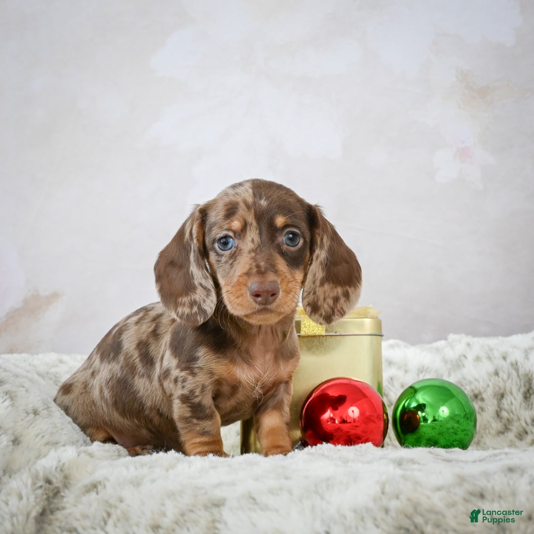 Miniature Dachshund dogs for sale: Elenore - Ad 10