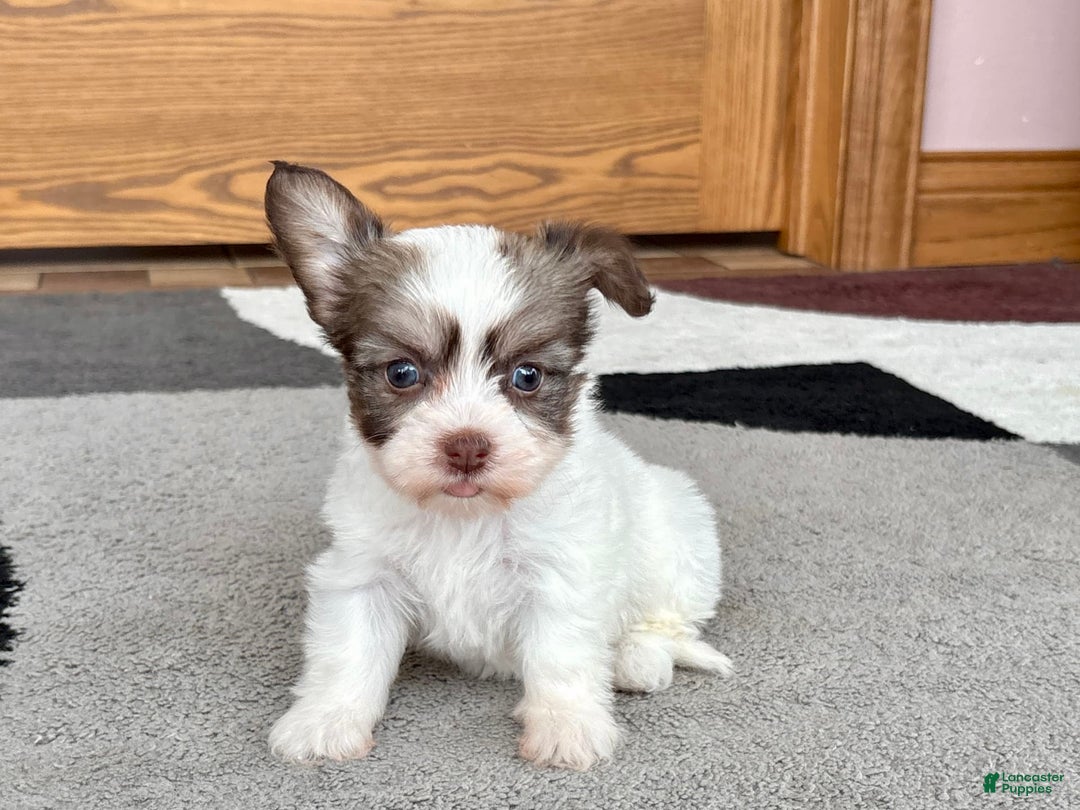Coton De Tulear dogs for sale: Rita - Ad 1
