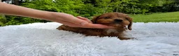 Cavapoo dogs for sale: Peanut - Ad 3