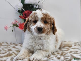 Mini Goldendoodle dogs Parker - Ad 18