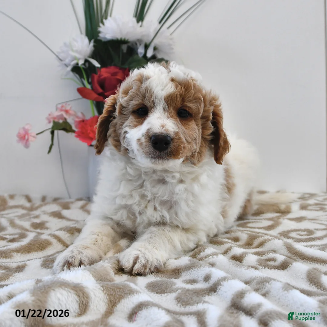 Mini Goldendoodle dogs for sale: Parker - Ad 1