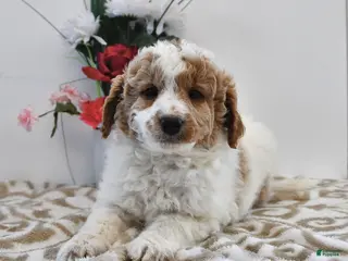 Mini Goldendoodle dogs Parker - Ad 1