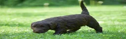 Portuguese Water Dog dogs for sale: Molly - Ad 8
