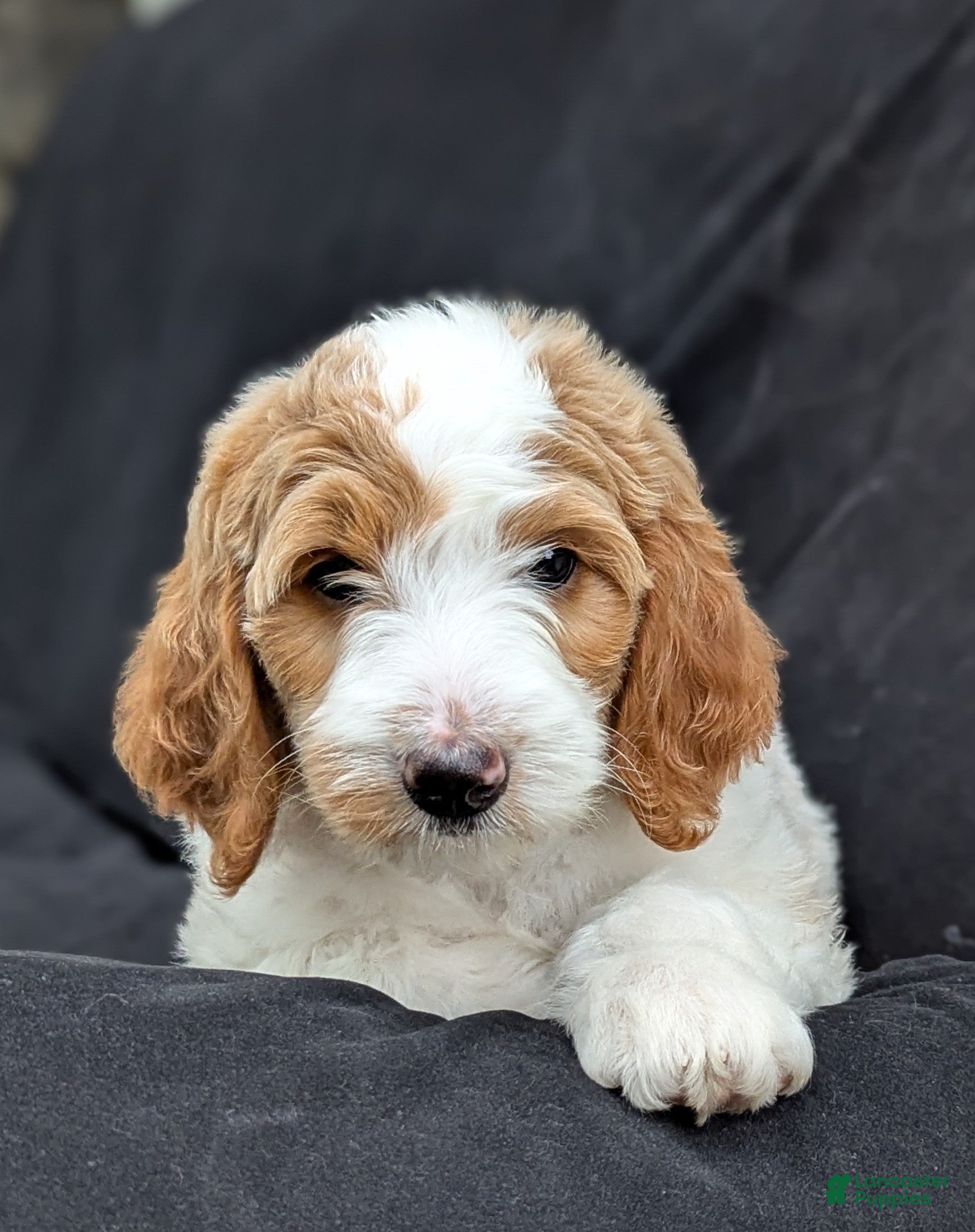 Goldendoodle dogs Willow - Ad 2