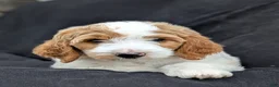 Goldendoodle dogs for sale: Willow - Ad 2