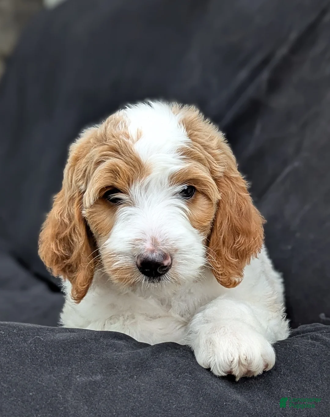Goldendoodle dogs for sale: Willow - Ad 2