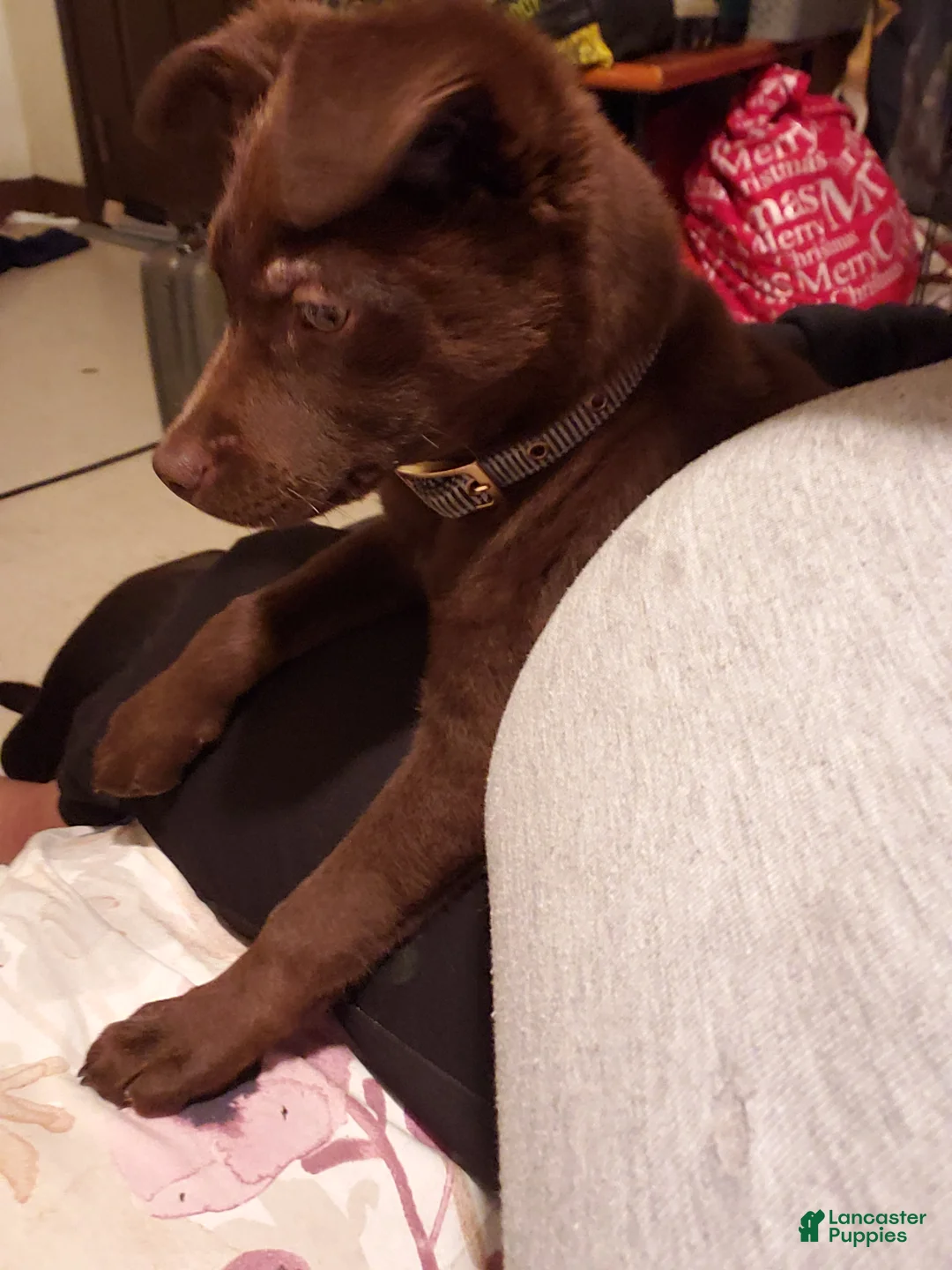 Chesapeake Bay Retriever dogs for sale: Chesapeake Bay Retriever Puppy 1 - Ad 2