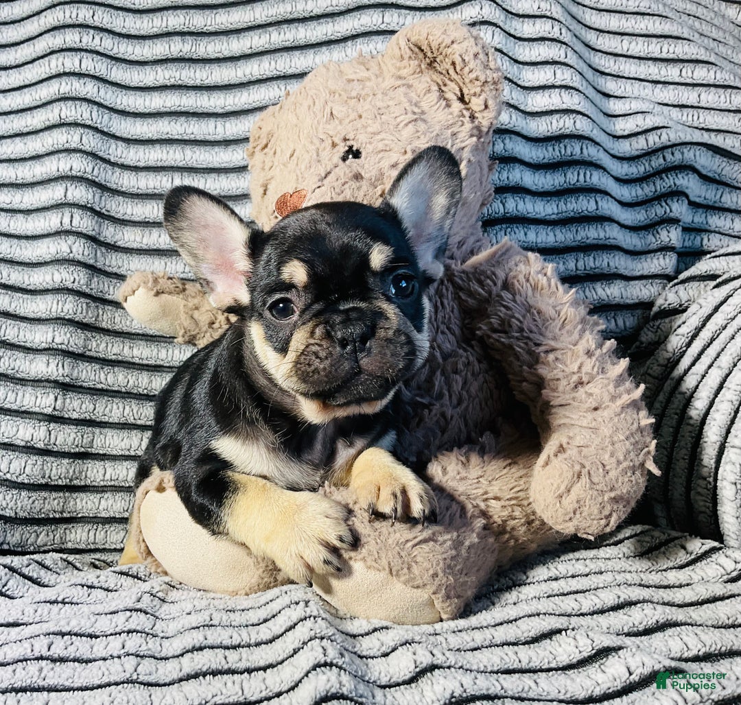 Juliet for sale in Millersburg Lancaster Puppies