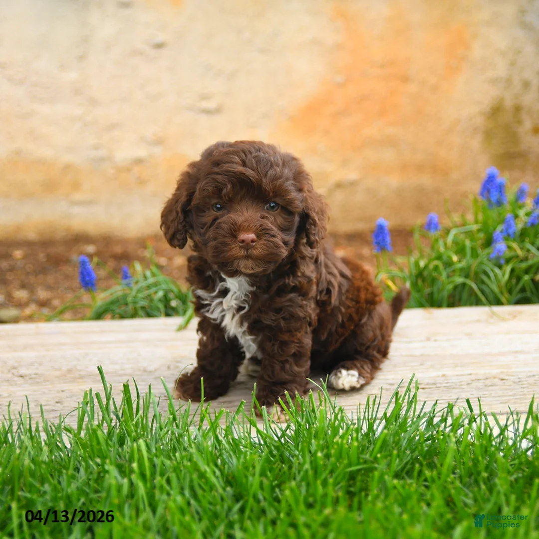 Havapoo dogs for sale: Joey - Ad 1