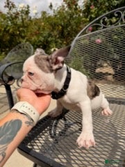 French Bulldog dogs Spade - Ad 2