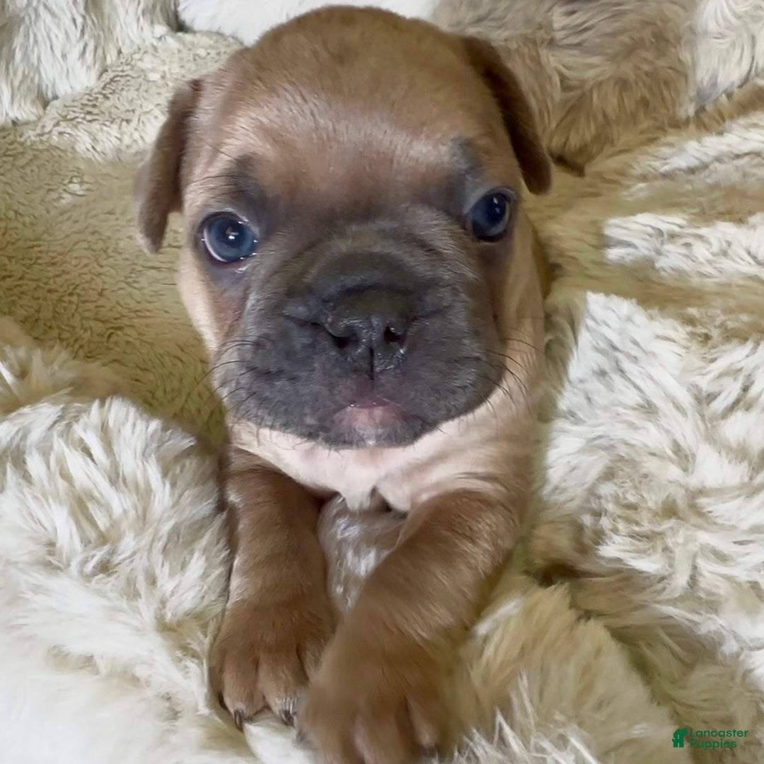 French Bulldog dogs for sale: Walter - Ad 1