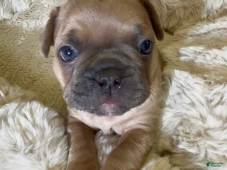 French Bulldog dogs Walter - Ad 1