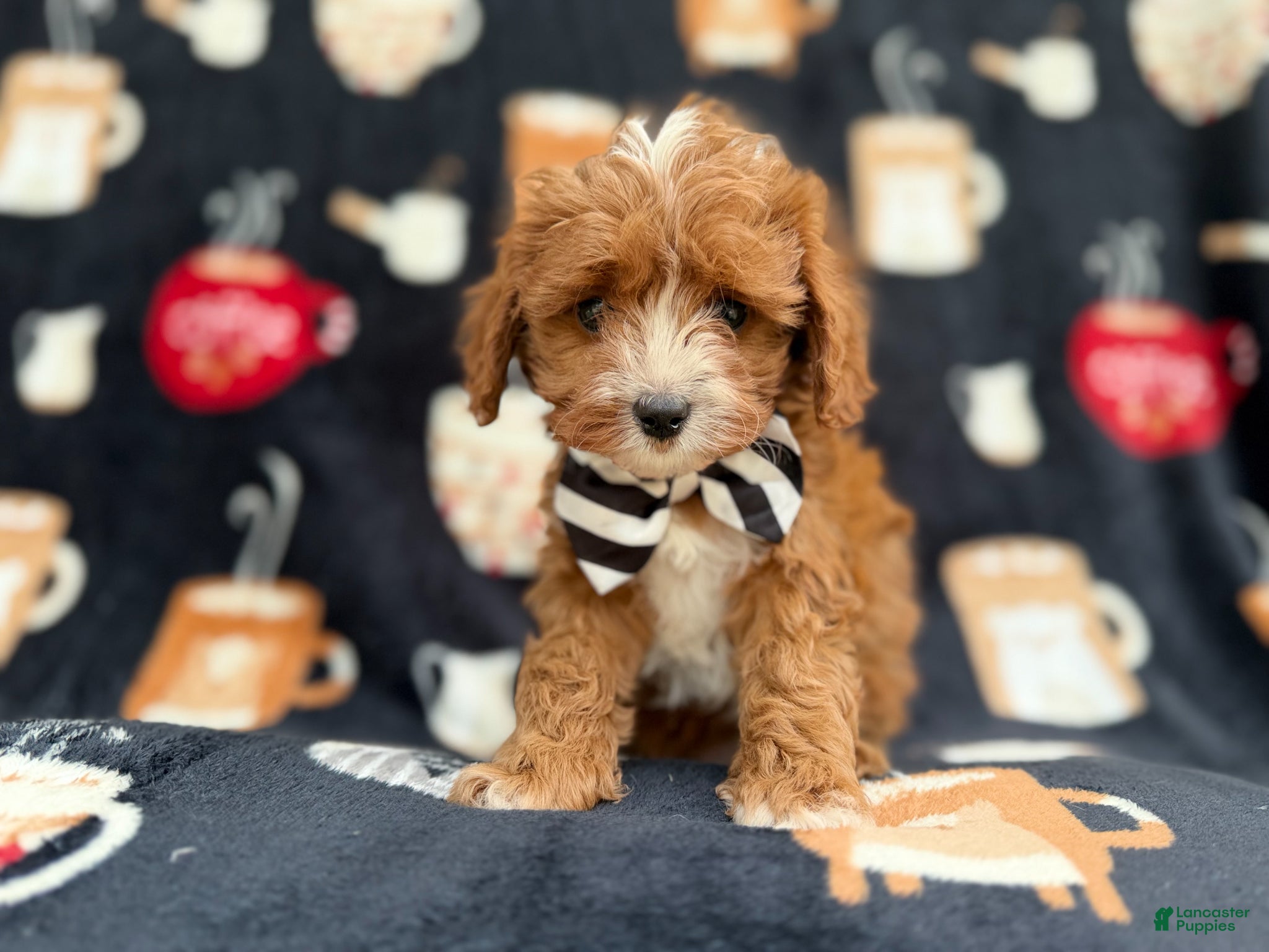 Cavapoo dogs Jackson - Ad 14