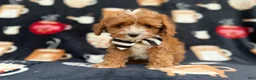 Cavapoo dogs for sale: Jackson - Ad 1