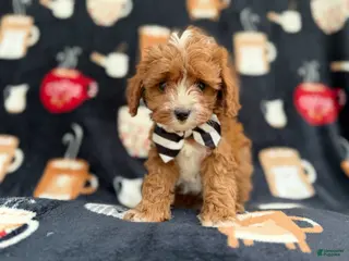 Cavapoo dogs Jackson - Ad 21