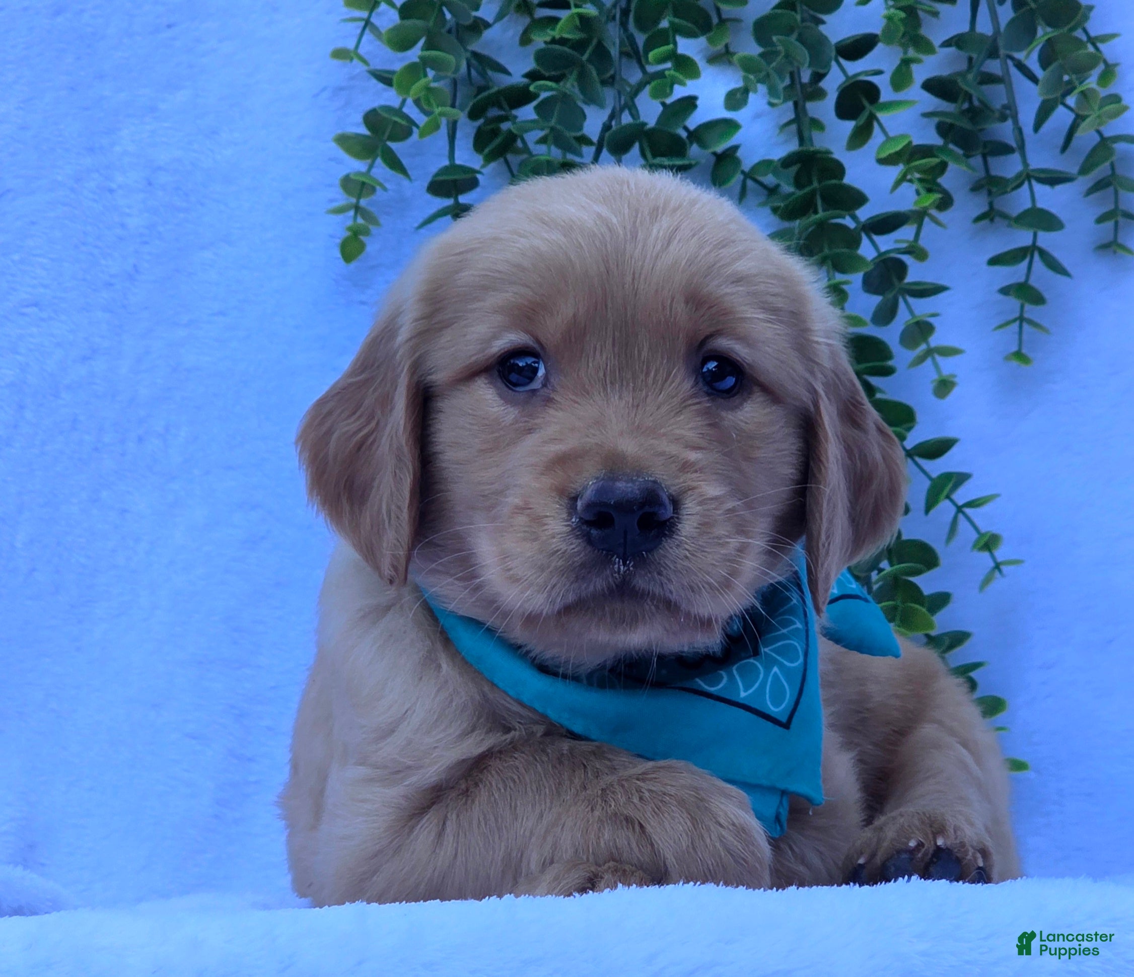Golden Retriever dogs Mason - Ad 1