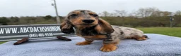 Miniature Dachshund dogs for sale: AKC Show Dapple- Russian - Ad 12