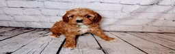Cavalier King Charles Spaniel dogs for sale: Heidi - Ad 4