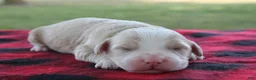 Mini Goldendoodle dogs for sale: Vinnie - Ad 6