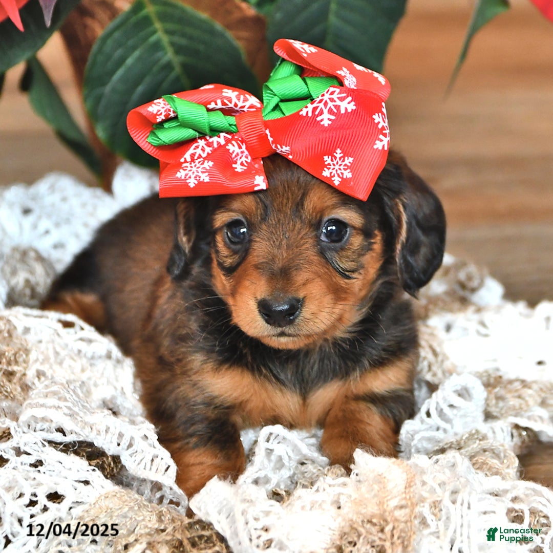 Miniature Dachshund dogs for sale: Stella  - Ad 3