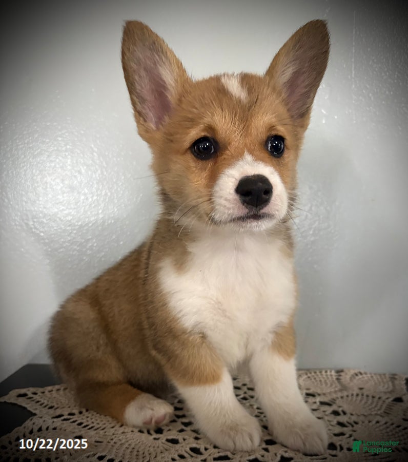 Welsh Corgi Pembroke dogs Paisley - Ad 7