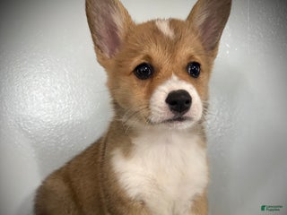 Welsh Corgi Pembroke dogs Paisley - Ad 16