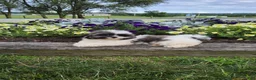 Shih Tzu dogs for sale: Jasper - Ad 12