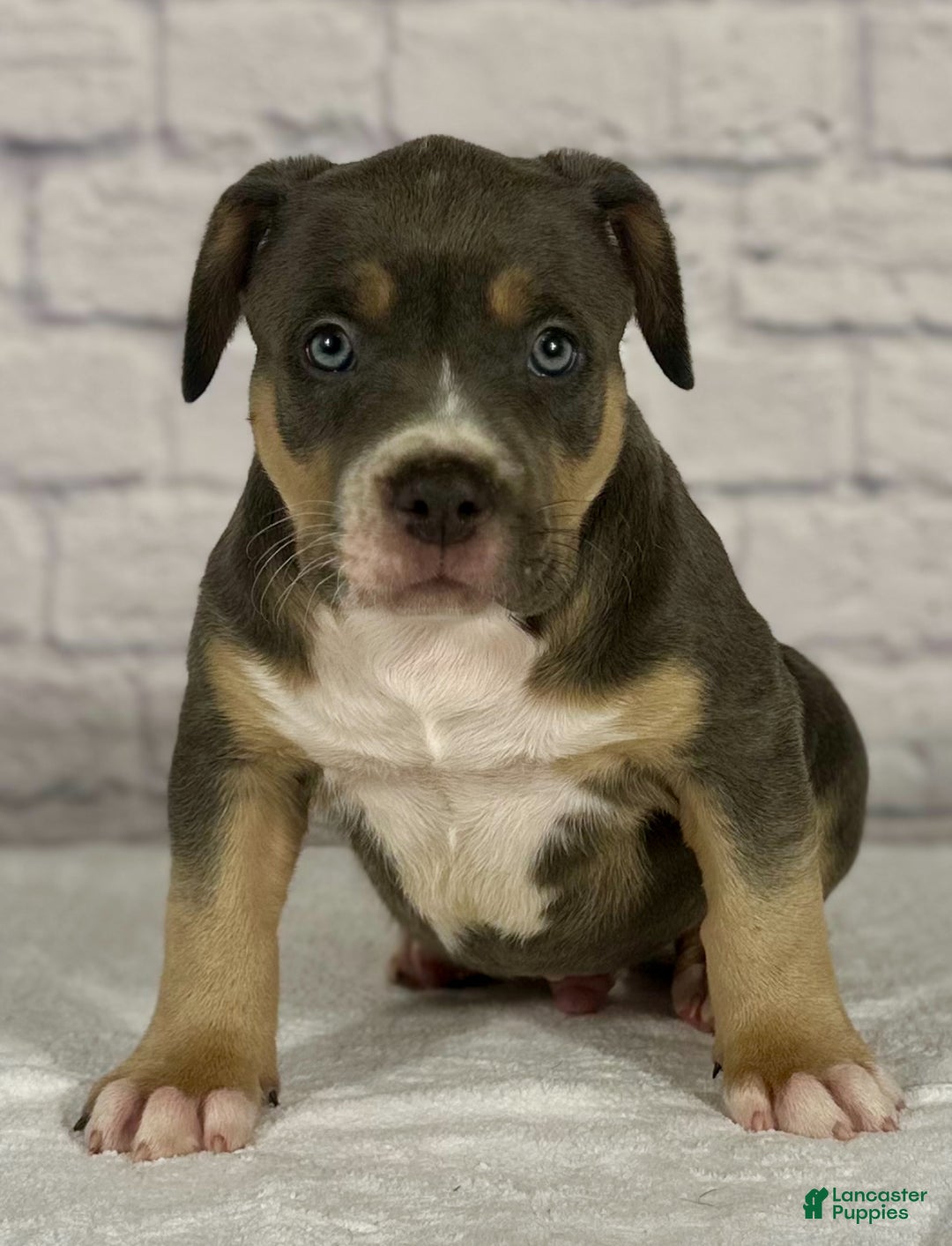 American Bully dogs for sale: Blue Moon - Ad 25