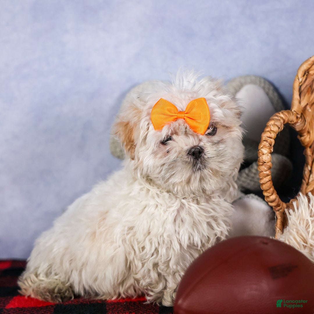 Shih Tzu dogs for sale: NICKY - Ad 2