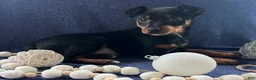 Miniature Pinscher dogs for sale: Megan - Ad 5