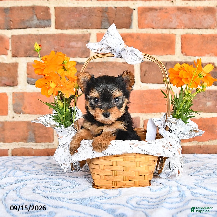 Yorkshire Terrier dogs Wallis - Ad 2