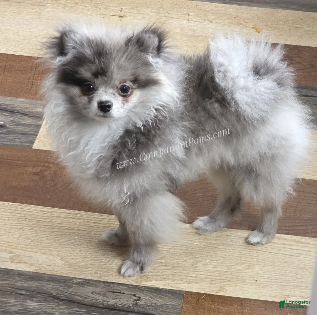 Pomeranian dogs for sale: Tiki Blue Merle - Ad 7