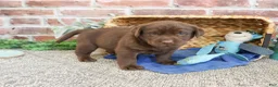 Labrador Retriever dogs for sale: Samuel  - Ad 2