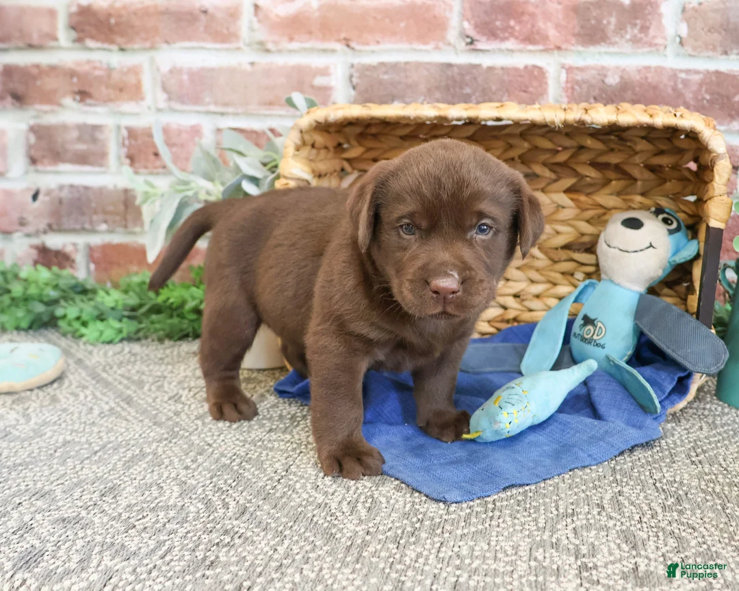 Labrador Retriever dogs for sale: Samuel  - Ad 2
