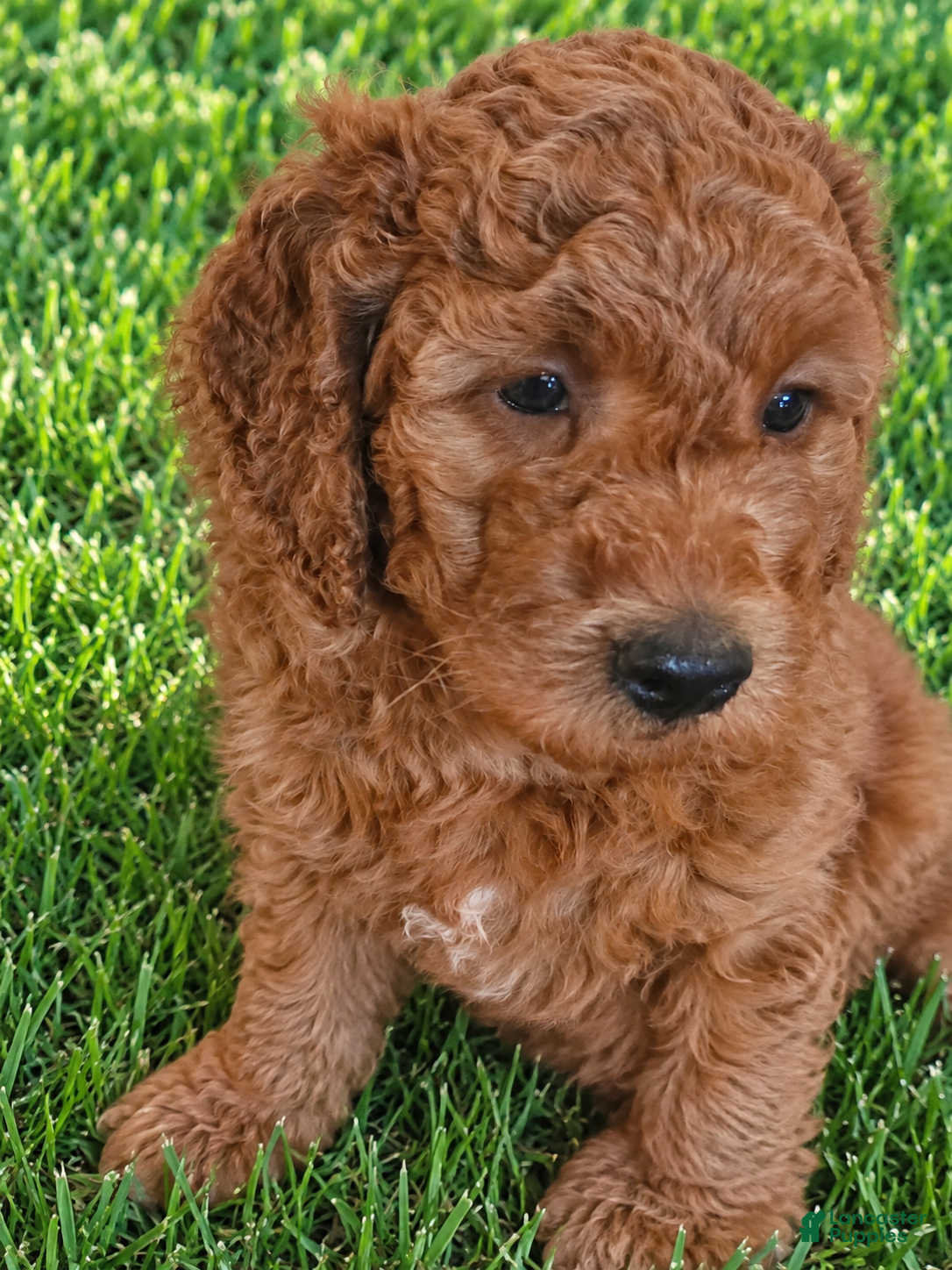 Goldendoodle dogs for sale: Black collar boy - Ad 1