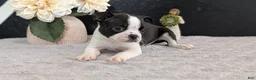 Boston Terrier dogs for sale: Mason - Ad 3