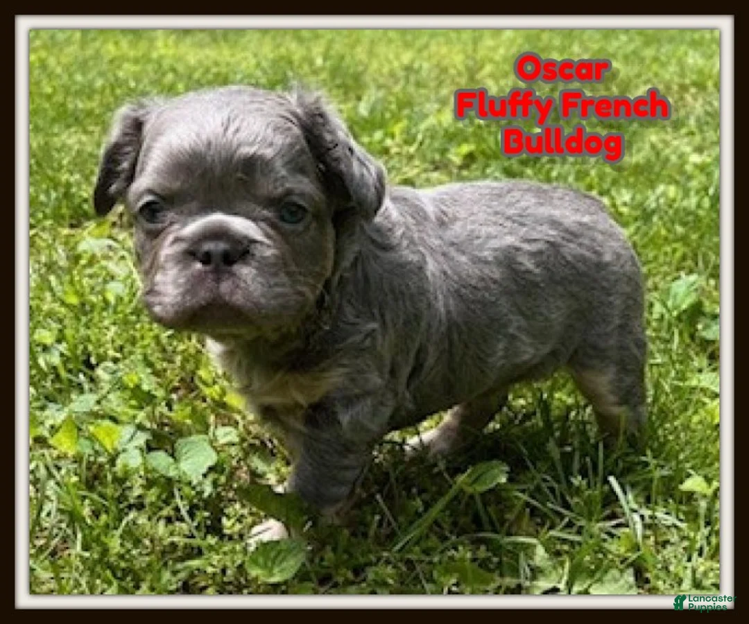 French Bulldog dogs for sale: Oscar - Ad 1