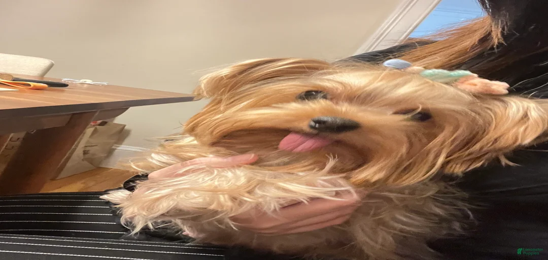 Gallery Image {{count}}