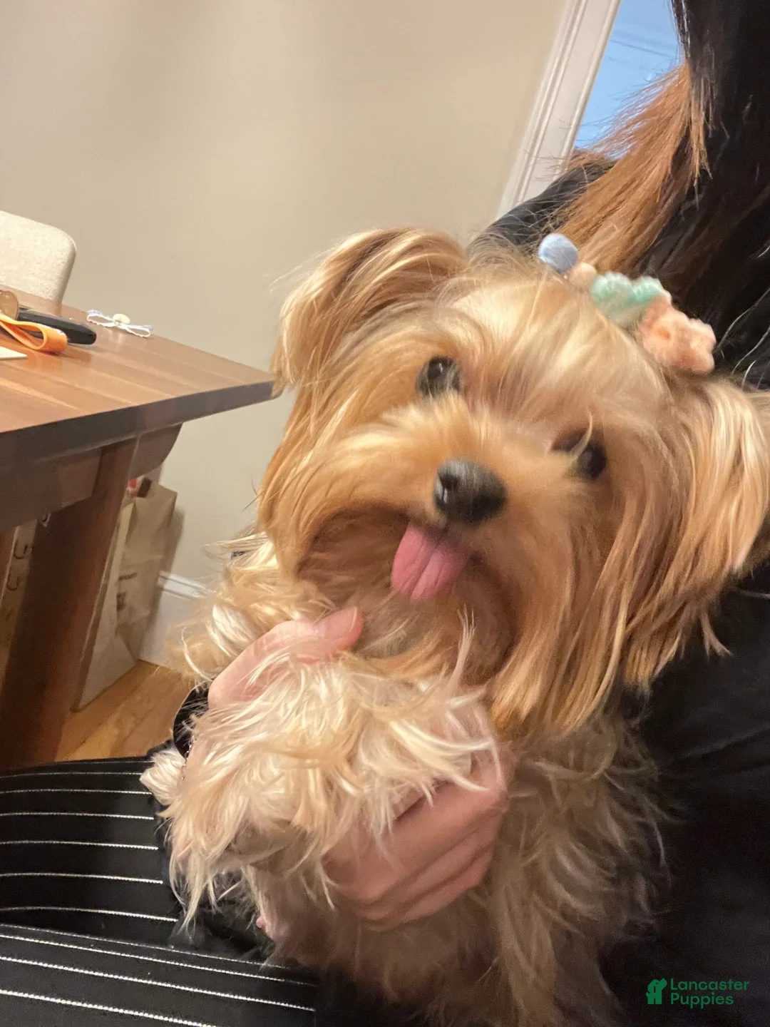 Gallery Image {{count}}