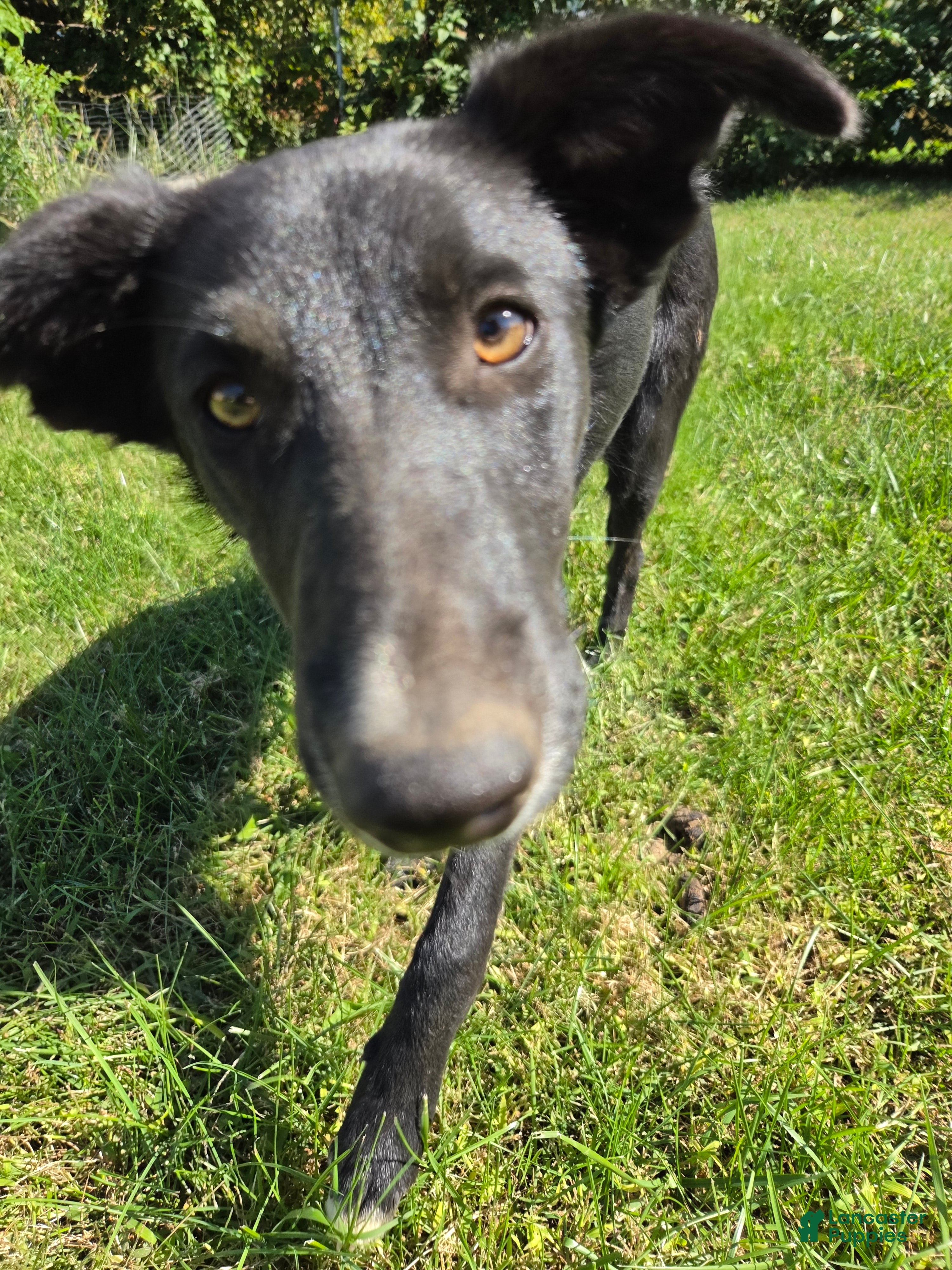 Border Collie dogs for sale: Mona - Ad 22