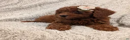 Miniature Poodle dogs for sale: Queenie  - Ad 5
