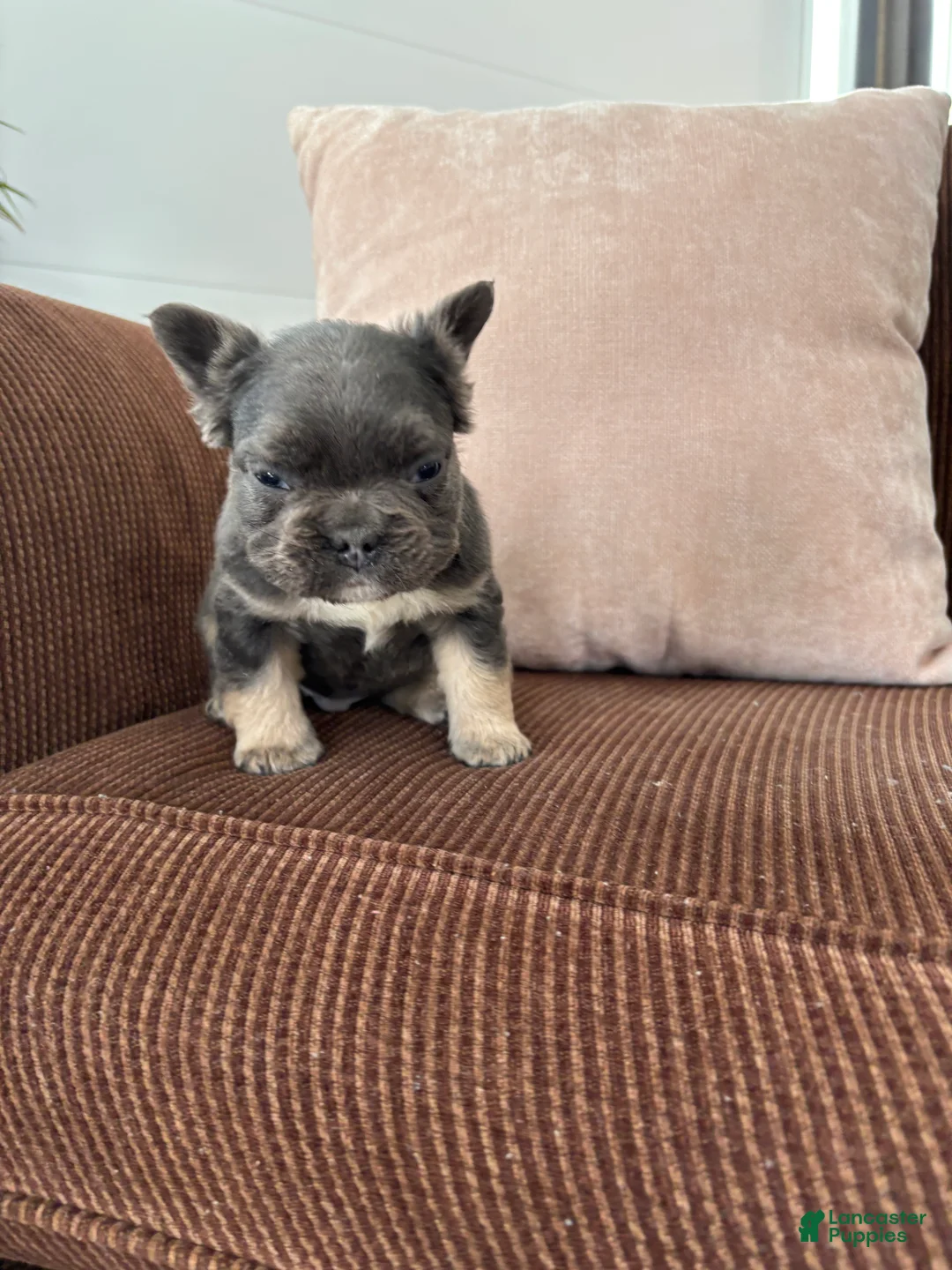 French Bulldog dogs for sale: French Bulldog Puppy 1 - Ad 7