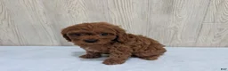 Cavapoo dogs for sale: Ace - Ad 5