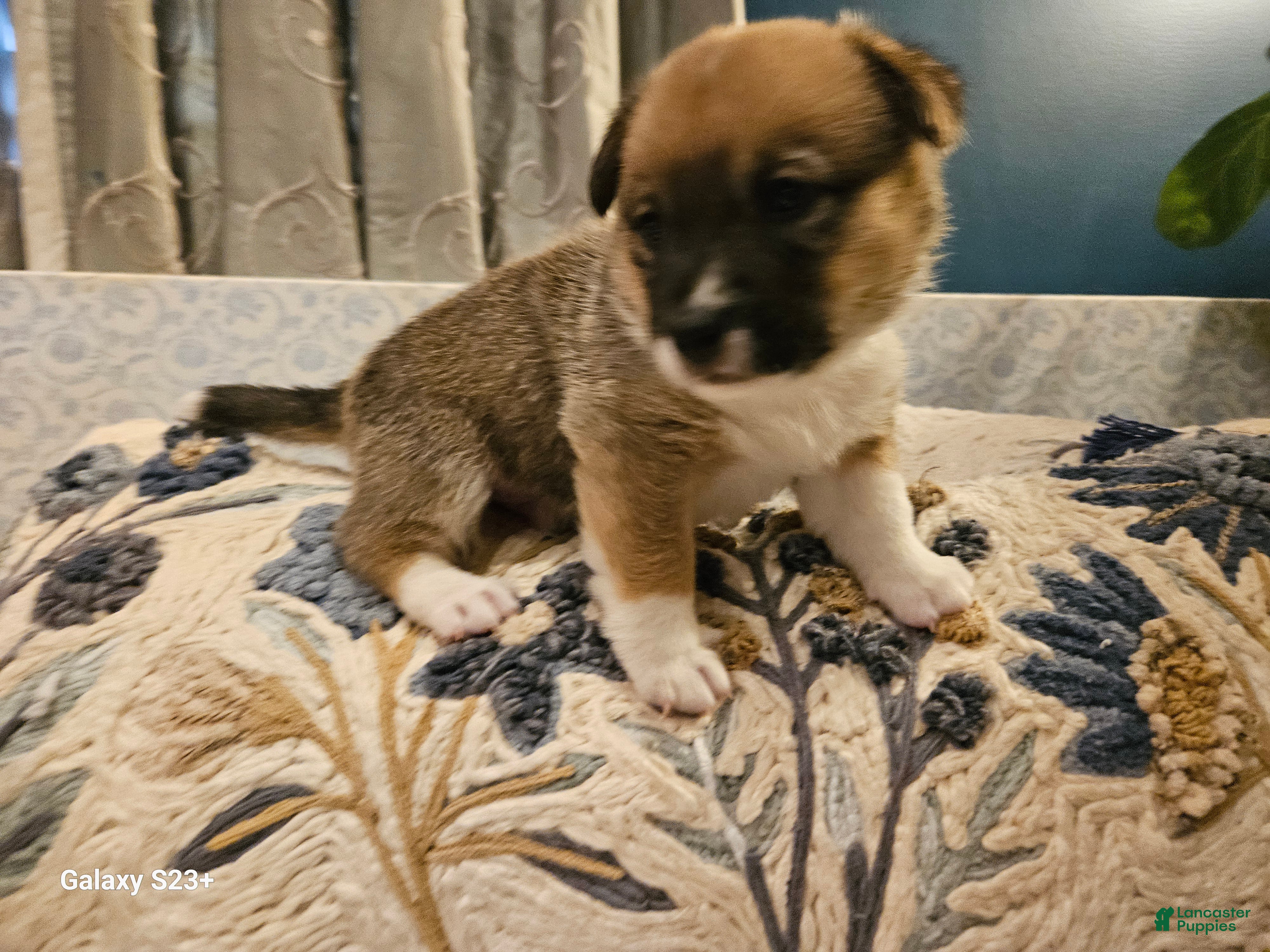 Mixed Breed dogs Rocky Balboa - Ad 18