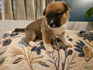 Mixed Breed dogs Rocky Balboa - Ad 40
