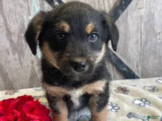 Corgipoo dogs Ernie - Ad 6